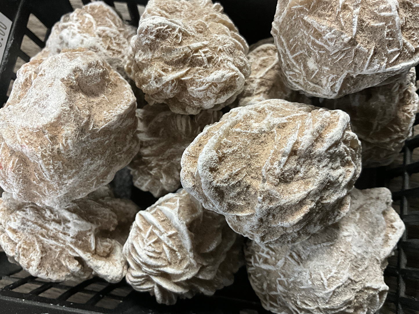 Desert Rose