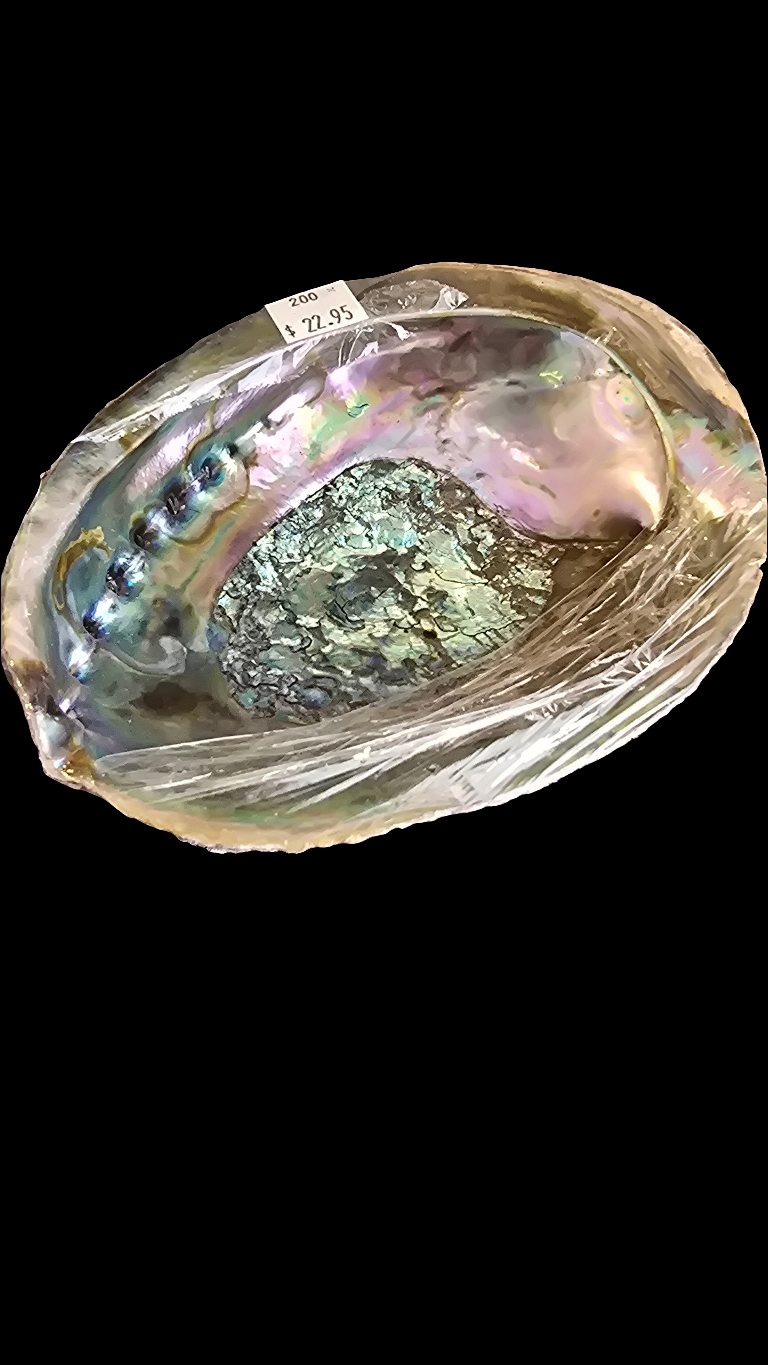 Abalone Shell - Large