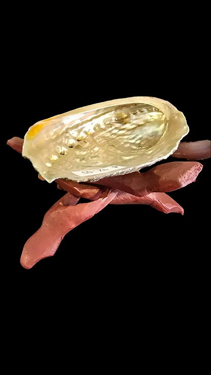Abalone Shell Holder