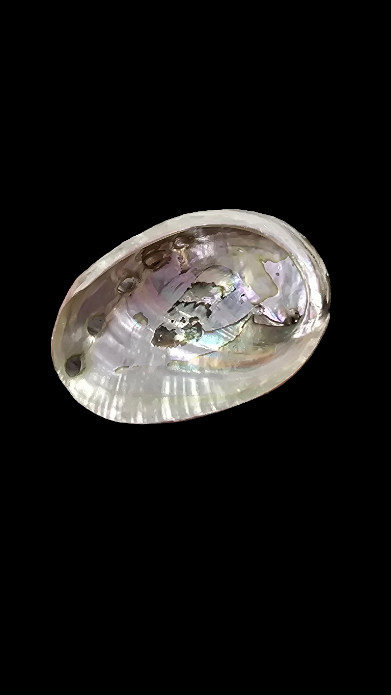 Abalone Shell- Mini
