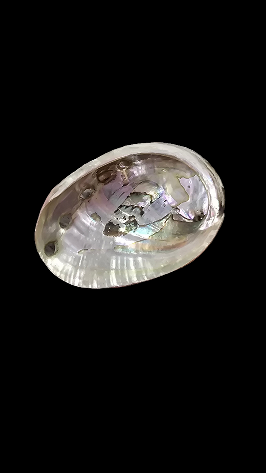 Abalone Shell- Mini
