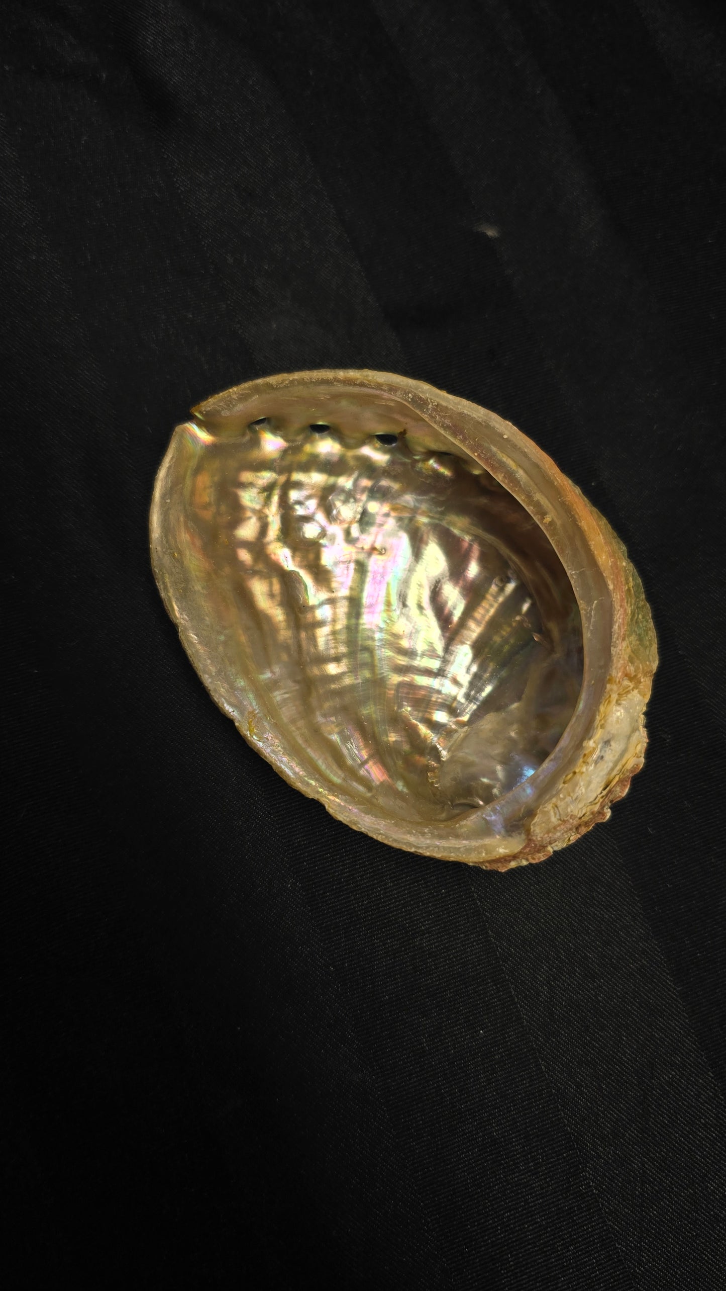 Abalone Shell - Medium