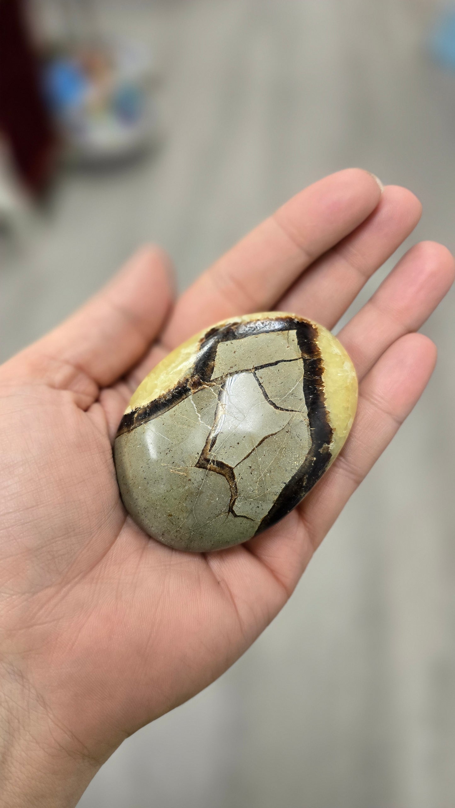 Septarian Palm Stone