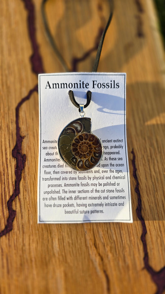 Ammonite Fossils Necklace